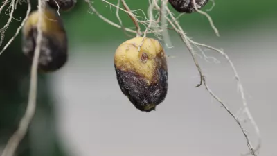 Potato blight or late blight is serious potato and tomato disease causes by a fungus-like microorganism Phytophthora infestans an oomycete or water mold. Symptoms on tubers. / Foto: Tomasz Klejdysz
