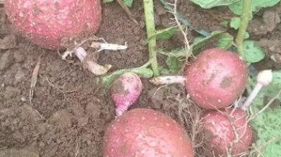 s cs cscs / Foto: Cs Cs S