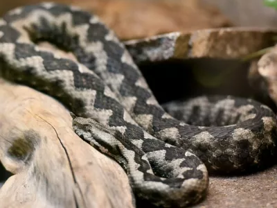 Modras je najpogostejša in najnevarnejša strupenjača pri nas. Prepoznamo ga po široki trikotni glavi, pokriti z drobnimi luskami, ki je jasno ločena od vitkega vratu. Na 'nosu' ima dobro viden rožiček, kakršnega nima nobena druga v Sloveniji živeča kača. Foto: Tamino Petelinšek/STA