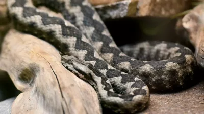 Modras je najpogostejša in najnevarnejša strupenjača pri nas. Prepoznamo ga po široki trikotni glavi, pokriti z drobnimi luskami, ki je jasno ločena od vitkega vratu. Na 'nosu' ima dobro viden rožiček, kakršnega nima nobena druga v Sloveniji živeča kača. Foto: Tamino Petelinšek/STA