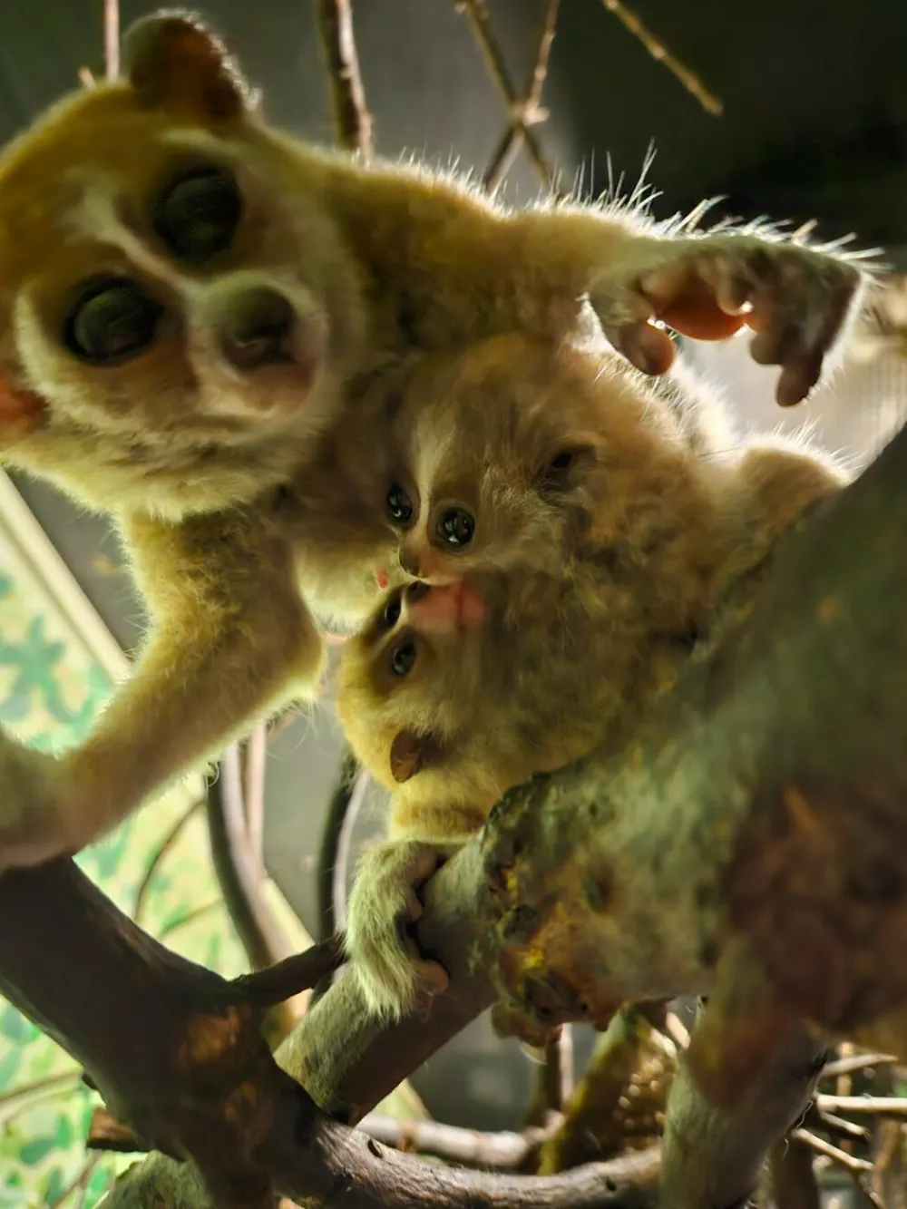 Story from Jam Press (Cute Venomous Primate)Pictured: Twin primates born last month to proud parents Ramina, nine, and Lapek, 14.Cute but deadly! Zoo welcomes rare adorable twin primates but they are the only venomous ones on planetA zoo has welcomed rare, adorable twin primates, but they are the only venomous ones on the planet.The baby Pygmy Slow Lorises - an endangered species - maybe super cute.But their venom to repel predators can cause an anaphylactic shock and even death in humansAmazon World Zoo Park, in Sandown, Isle of Wight has welcomed the pair.The twins were born last month to proud parents Ramina, nine, and Lapek, 14.They are the only Pygmy Slow Lorises born in the UK in the last year.Only seven other zoos across Europe have recorded loris births in the past year, according to global zoological database ZIMS.Despite their wide-eyed charm and delicate size, these primates come with a surprising twist, they are venomous."They are the world's only venomous primate," said a spokesperson for Amazon World Zoo Park."They produce oil from the brachial gland on their upper arm."When they raise their arms and lick the gland, enzymes in their saliva mix with the oil to produce venom that gets pulled into their toothcomb and by grooming their babies they can protect them from predators."Pygmy Slow Loris are classified as Endangered on the IUCN Red List as the species is estimated to have undergone a decline in its population of more than 50% over the last 24 years.This is due to illegal wildlife trade, habitat destruction, and exploitation for traditional medicine."These tiny twins represent hope," the spokesperson added."Every birth is a step toward securing a future for this incredible species. And let's be honest – they're absolutely adorable."The twins are currently nestled safely in the zoo's Twilight Zone exhibit.ENDS,Image: 1009639784, License: Rights-managed, Restrictions:, Model Release: no