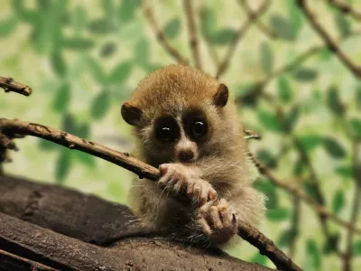 Story from Jam Press (Cute Venomous Primate)Pictured: One of the twin primates born last month to proud parents Ramina, nine, and Lapek, 14.Cute but deadly! Zoo welcomes rare adorable twin primates but they are the only venomous ones on planetA zoo has welcomed rare, adorable twin primates, but they are the only venomous ones on the planet.The baby Pygmy Slow Lorises - an endangered species - maybe super cute.But their venom to repel predators can cause an anaphylactic shock and even death in humansAmazon World Zoo Park, in Sandown, Isle of Wight has welcomed the pair.The twins were born last month to proud parents Ramina, nine, and Lapek, 14.They are the only Pygmy Slow Lorises born in the UK in the last year.Only seven other zoos across Europe have recorded loris births in the past year, according to global zoological database ZIMS.Despite their wide-eyed charm and delicate size, these primates come with a surprising twist, they are venomous."They are the world's only venomous primate," said a spokesperson for Amazon World Zoo Park."They produce oil from the brachial gland on their upper arm."When they raise their arms and lick the gland, enzymes in their saliva mix with the oil to produce venom that gets pulled into their toothcomb and by grooming their babies they can protect them from predators."Pygmy Slow Loris are classified as Endangered on the IUCN Red List as the species is estimated to have undergone a decline in its population of more than 50% over the last 24 years.This is due to illegal wildlife trade, habitat destruction, and exploitation for traditional medicine."These tiny twins represent hope," the spokesperson added."Every birth is a step toward securing a future for this incredible species. And let's be honest – they're absolutely adorable."The twins are currently nestled safely in the zoo's Twilight Zone exhibit.ENDS,Image: 1009639837, License: Rights-managed, Restrictions:, Model Release: no