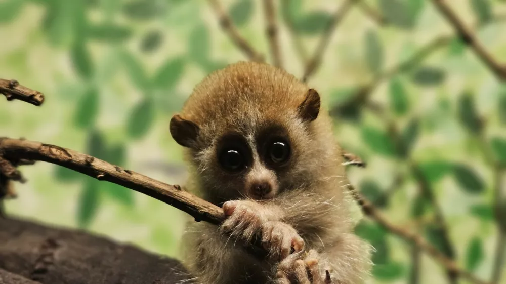 Story from Jam Press (Cute Venomous Primate)Pictured: One of the twin primates born last month to proud parents Ramina, nine, and Lapek, 14.Cute but deadly! Zoo welcomes rare adorable twin primates but they are the only venomous ones on planetA zoo has welcomed rare, adorable twin primates, but they are the only venomous ones on the planet.The baby Pygmy Slow Lorises - an endangered species - maybe super cute.But their venom to repel predators can cause an anaphylactic shock and even death in humansAmazon World Zoo Park, in Sandown, Isle of Wight has welcomed the pair.The twins were born last month to proud parents Ramina, nine, and Lapek, 14.They are the only Pygmy Slow Lorises born in the UK in the last year.Only seven other zoos across Europe have recorded loris births in the past year, according to global zoological database ZIMS.Despite their wide-eyed charm and delicate size, these primates come with a surprising twist, they are venomous."They are the world's only venomous primate," said a spokesperson for Amazon World Zoo Park."They produce oil from the brachial gland on their upper arm."When they raise their arms and lick the gland, enzymes in their saliva mix with the oil to produce venom that gets pulled into their toothcomb and by grooming their babies they can protect them from predators."Pygmy Slow Loris are classified as Endangered on the IUCN Red List as the species is estimated to have undergone a decline in its population of more than 50% over the last 24 years.This is due to illegal wildlife trade, habitat destruction, and exploitation for traditional medicine."These tiny twins represent hope," the spokesperson added."Every birth is a step toward securing a future for this incredible species. And let's be honest – they're absolutely adorable."The twins are currently nestled safely in the zoo's Twilight Zone exhibit.ENDS,Image: 1009639837, License: Rights-managed, Restrictions:, Model Release: no