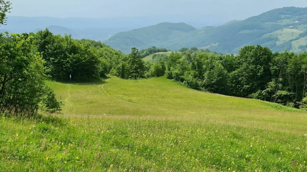 Travnik narava pomlad poletje sonce 