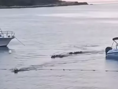 Plavajoči prašiči, Pulj, junij 2025Zajem zaslona 