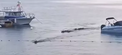 Plavajoči prašiči, Pulj, junij 2025Zajem zaslona 