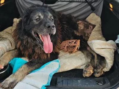 Veterinarski pregled je razkril šokantno stanje močno poškodovanega psa, ki so mu dali ime Ante. Foto: FB/Zadarski Azil