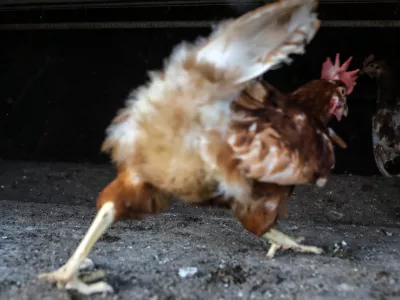 ﻿- kokoši nesnice – reja na prostem  - 03.04.2018 - Kmetijsko podejtje Meja Šentjur d.d., proivzodnja jajc, jabolk in žitaric  //FOTO: Jaka Gasar