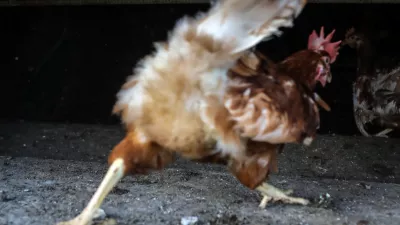 ﻿- kokoši nesnice – reja na prostem  - 03.04.2018 - Kmetijsko podejtje Meja Šentjur d.d., proivzodnja jajc, jabolk in žitaric  //FOTO: Jaka Gasar