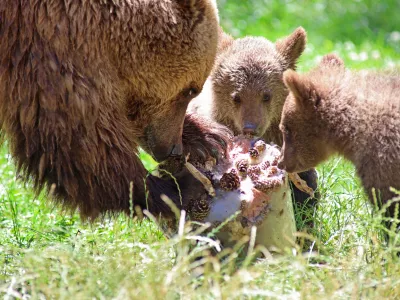 30 June 2025, Saxony-Anhalt, Thale: Brown bear mom Idun enjoys an ice cream bomb with her offspring in the summer heat at Hexentanzplatz zoo. Photo: Matthias Bein/dpa