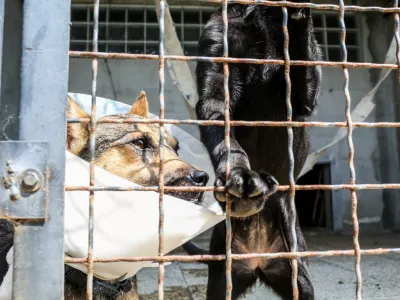 ﻿18.08.2016. Zavetišče za zapuščene živali Ljubljana, Gmajnicepesfoto: Bojan Velikonja