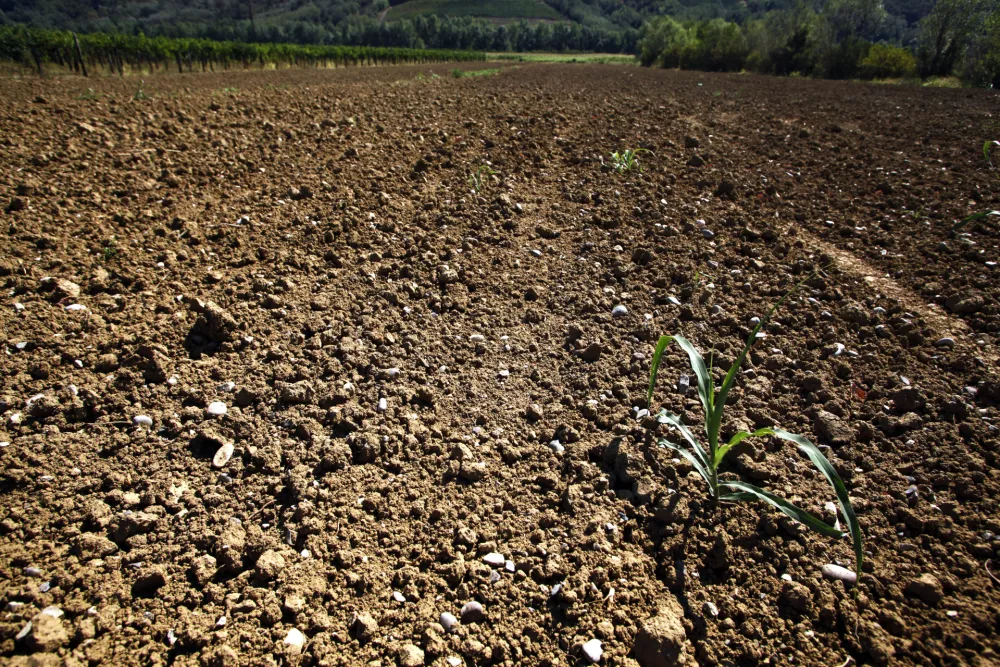 suha zemlja - kmetijsko zemljišče - polje - Vipavska dolina 2012 - suša      //FOTO: Jaka Gasar