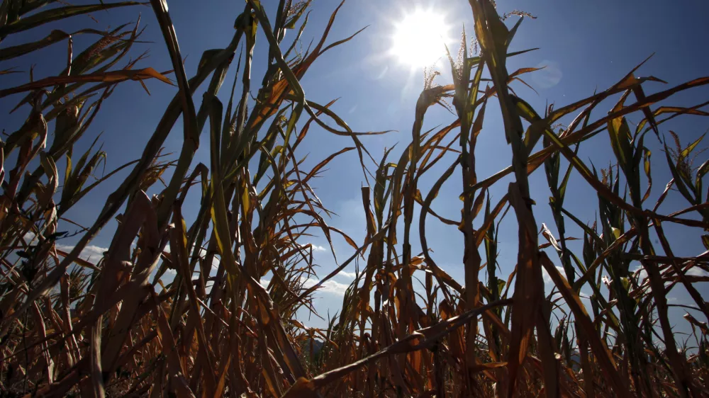 posušena koruza - koruzno polje - kmetijsko zemljišče - Vipavska dolina 2012 - suša      //FOTO: Jaka Gasar