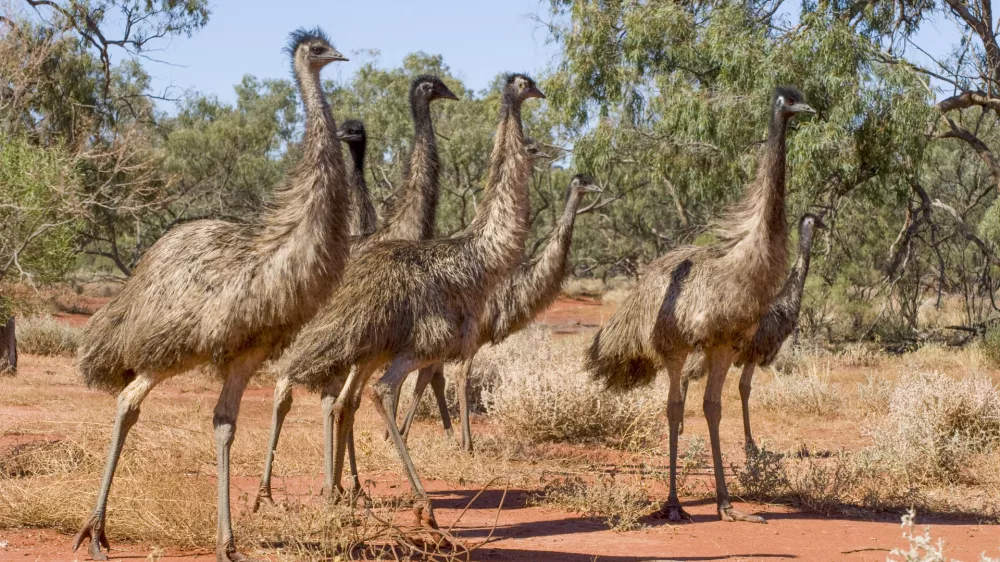 Emuji so prav veličastne ptice, ki se ne pustijo komandirati. / Foto: Istock