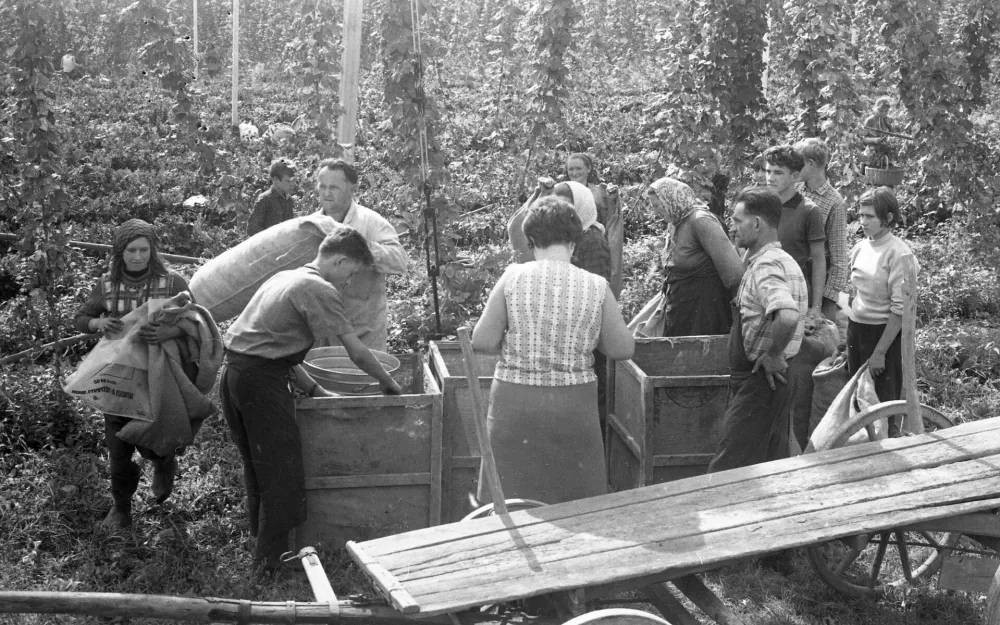 Obiranje hmelja v okolici Žalca, avgust 1968 / Foto: Marjan Ciglič, hrani Muzej novejše in sodobne zgodovine Slovenije