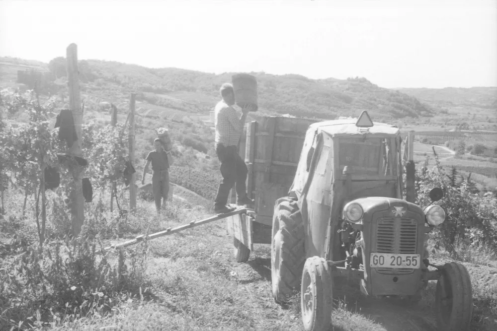 Prva trgatev / Foto: Marjan Ciglič, hrani Muzej novejše in sodobne zgodovine Slovenije