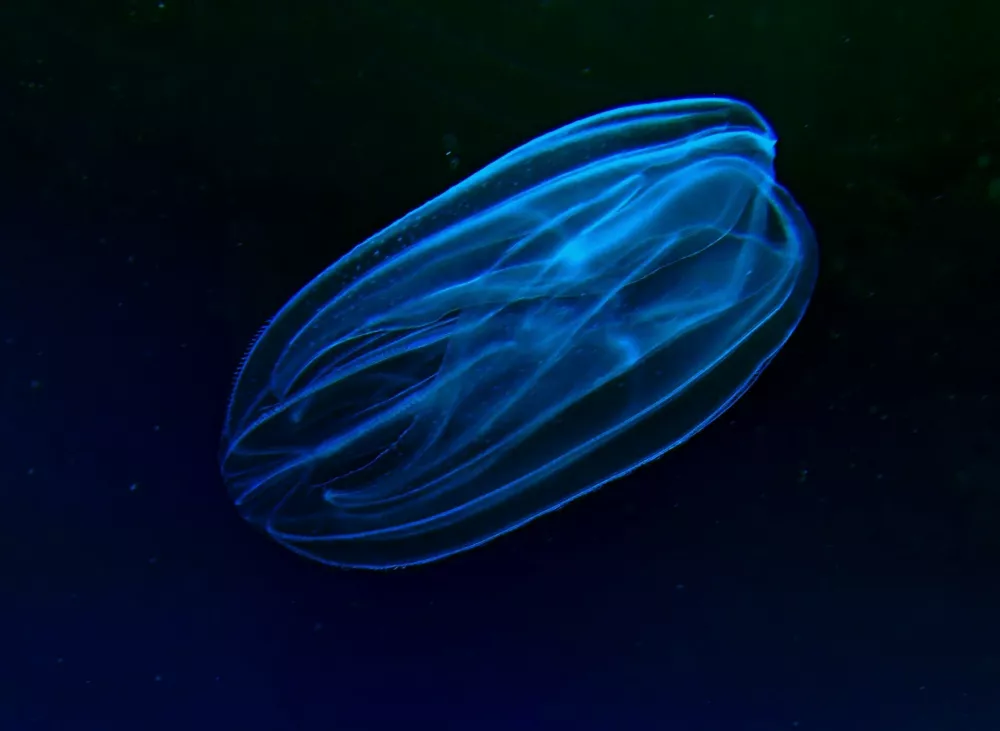 Rebračafoto: lovrenc lipej / Foto: Lovrenc Lipej