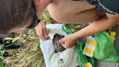 markiranje modrih rakovic za spremljanje njihovega gibanjagoto: lovrenc lipej / Foto: Lovrenc Lipej