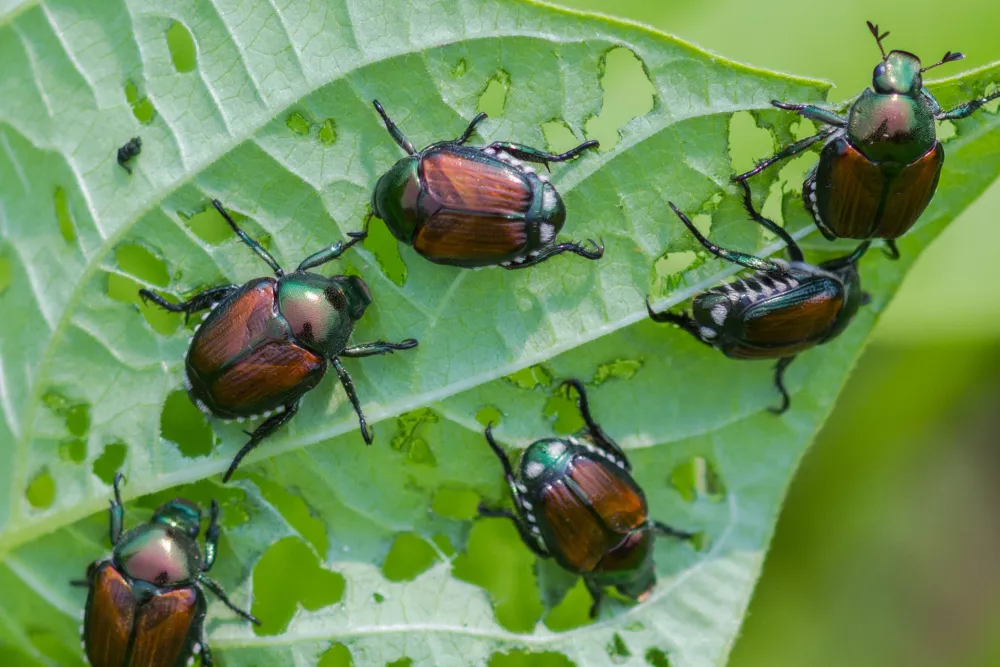 Invasive beetles eating string bean leaves in a garden / Foto: Renman1605