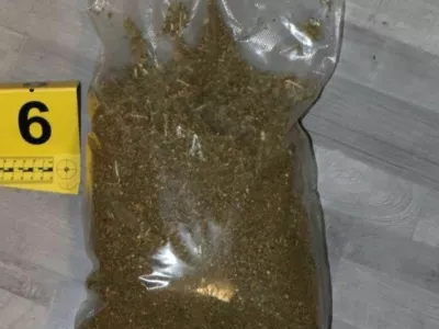 Del zasežene konoplje. Foto: PU Koper