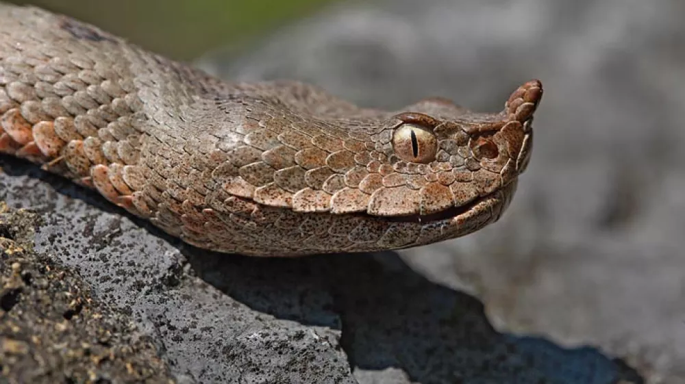 Po ugrizu modrasa: Kaj storiti, ko srečate kačo?