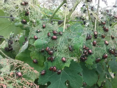 Foto: DISAFA, Univerza v Torinu