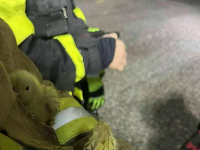 Farma piščancev Gerečja vas