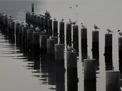 Portorož - pomol - galebi/FOTO: Bojan VelikonjaOPOMBA: ZA OBJAVO V ČASOPISU DNEVNIK