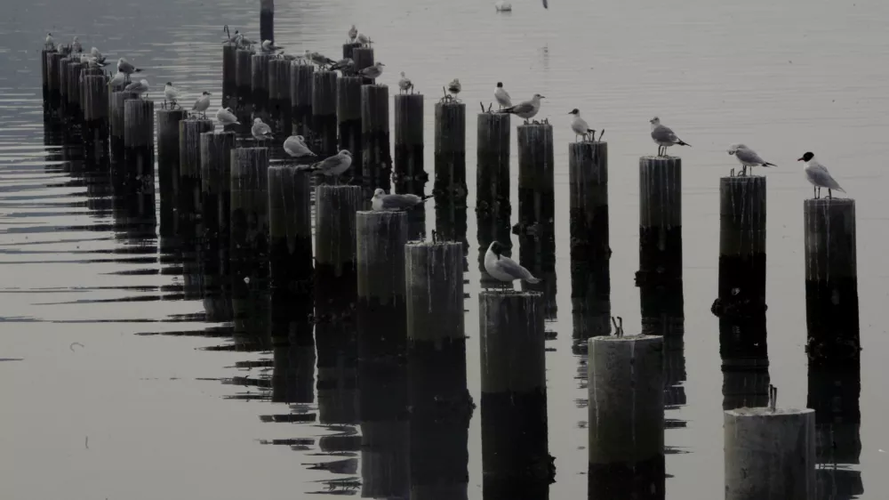 Portorož - pomol - galebi/FOTO: Bojan VelikonjaOPOMBA: ZA OBJAVO V ČASOPISU DNEVNIK