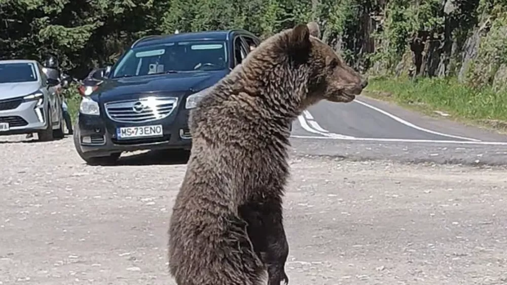 V regiji Transfagara&scaron;an živi kar &scaron;tirikrat več medvedov, kot je optimalno. Foto: Facebook