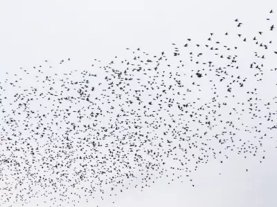 ﻿- 13.10.2015 - škorci, ki se jeseni zbirajo v jatah, v katerih odletijo na jug - škorci - jata škorcev - ptice selivke - simbolična fotografija//FOTO: Bojan Velikonja