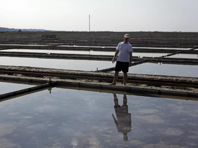 ﻿- Krajinski park Sečoveljske soline (KPSS) - Sečovlje- reportaža v Sečoveljskih solinah, Krajinskem parku in Muzeju solinarstva 2013 - //FOTO: Jaka GasarOPOMBA: ZA OBJAVO V PRILOGI - DNEVNIKOV OBJEKTIV - REPORTAŽA 2013