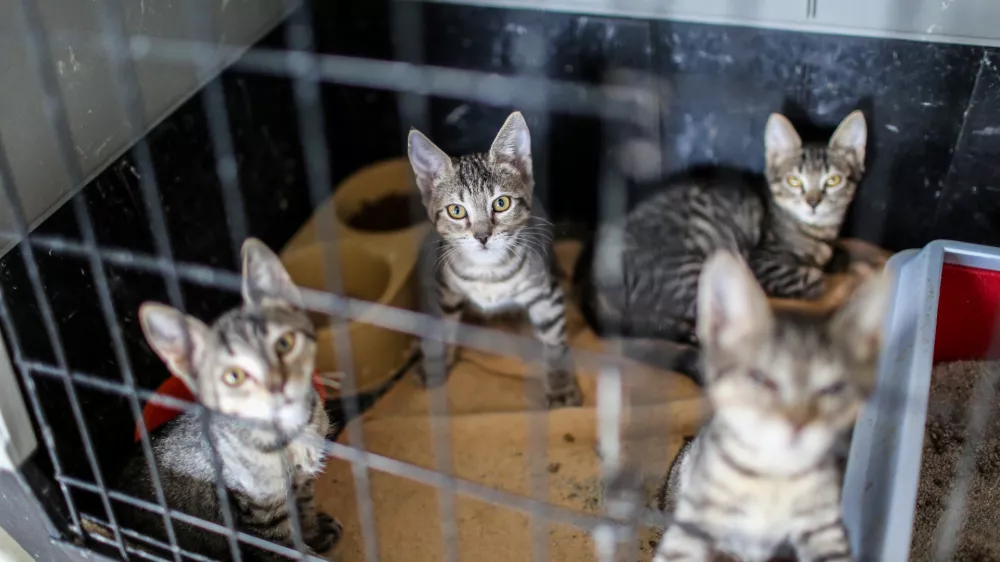 ﻿18.08.2016. Zavetišče za zapuščene živali Ljubljana, Gmajnicemačkefoto: Bojan Velikonja
