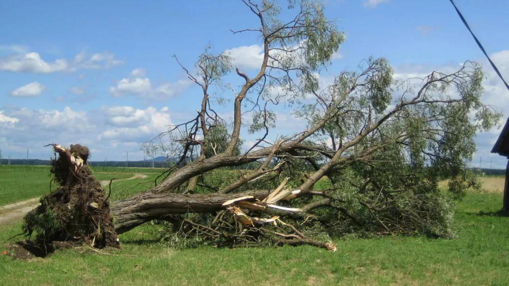 NEURJE NA DRAVSKEM POLJU - IZRUVANO DREVO V MIHOVCIH