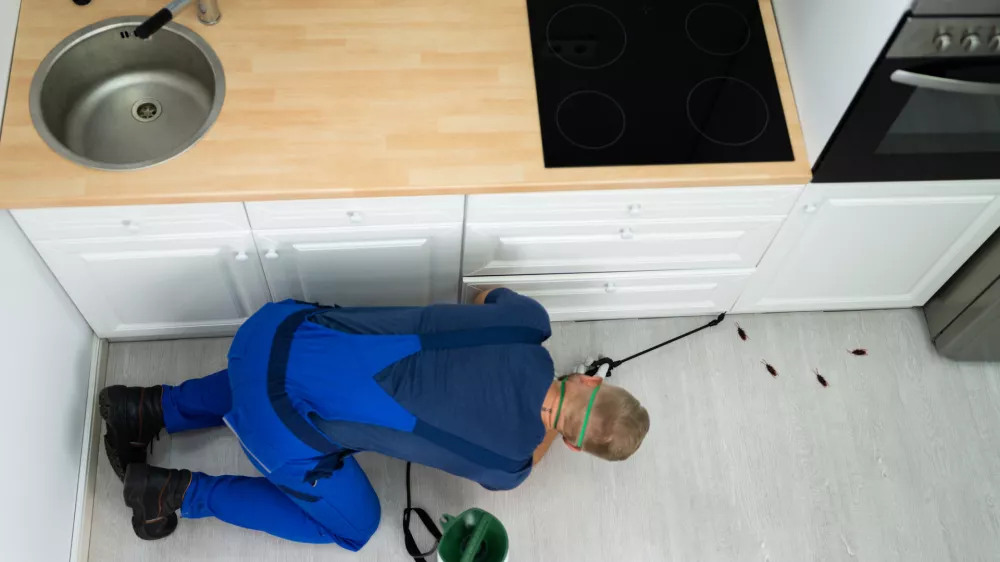 Porast ščurkov krati spanec prebivalcem ljubljanskih blokov in sosesk