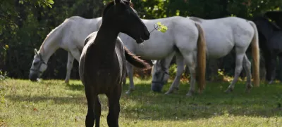 - LIPICA 2012 - kobilarna - vzreja svetovno znanih konjev lipicancev, konj - lipicanec - lipicanci//FOTO: Bojan Velikonja