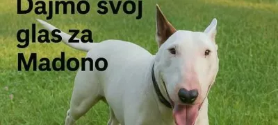 Maribor, psi, napad na človeka, Madona. Foto: AniMa - Animals Matter 