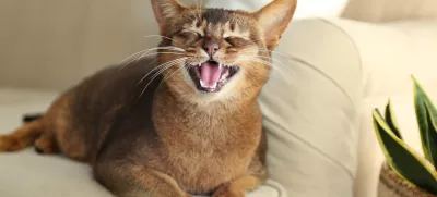 Muce rade uživajo na kavču. / Foto: Istock