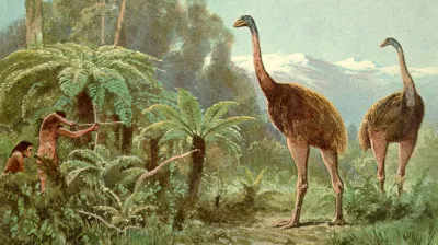 Moa izumrla ptica Foto: Wikipedia