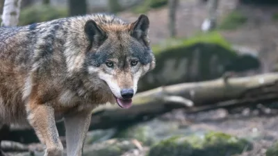 Volkovi so se v Avstriji spravili nad tele in ovce. Vidre medtem pustošijo po ribogojnicah.