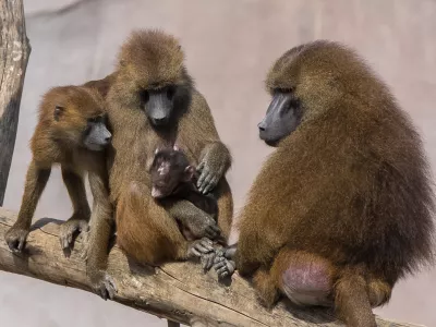 Družina pavijanov z naraščajem. Slika je simbolična. / Foto: Istock