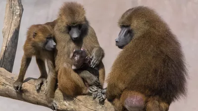 Družina pavijanov z naraščajem. Slika je simbolična. / Foto: Istock