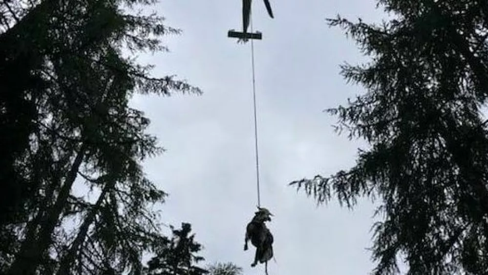 Re&scaron;evanje bika s planine