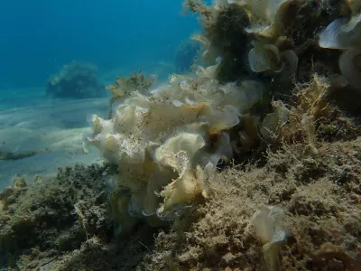 Small brown algae Peacock tail (Padina pavonica) undersea, Aegean Sea, Greece, Skiathos island, Vasilias beach
