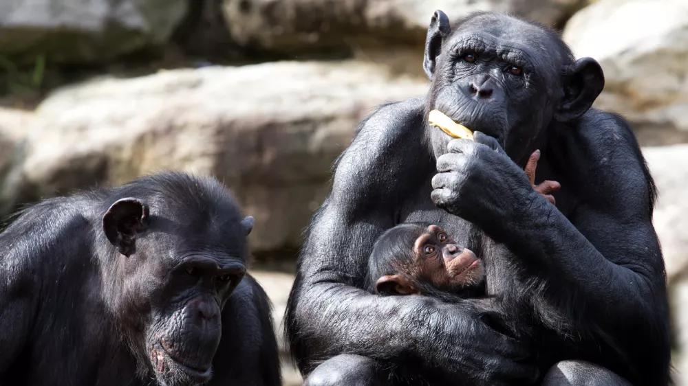Starša in otrok. Razmerje moči med njimi ni zakoreninjeno v spolu. / Foto: Istock
