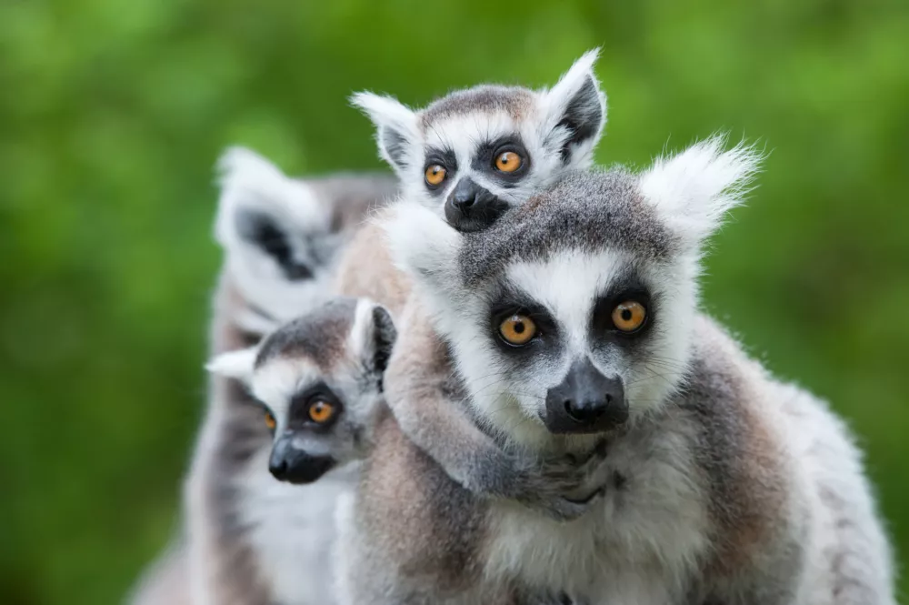 Lemurji imajo posebej zanimivo družbeno strukturo. / Foto: Istock