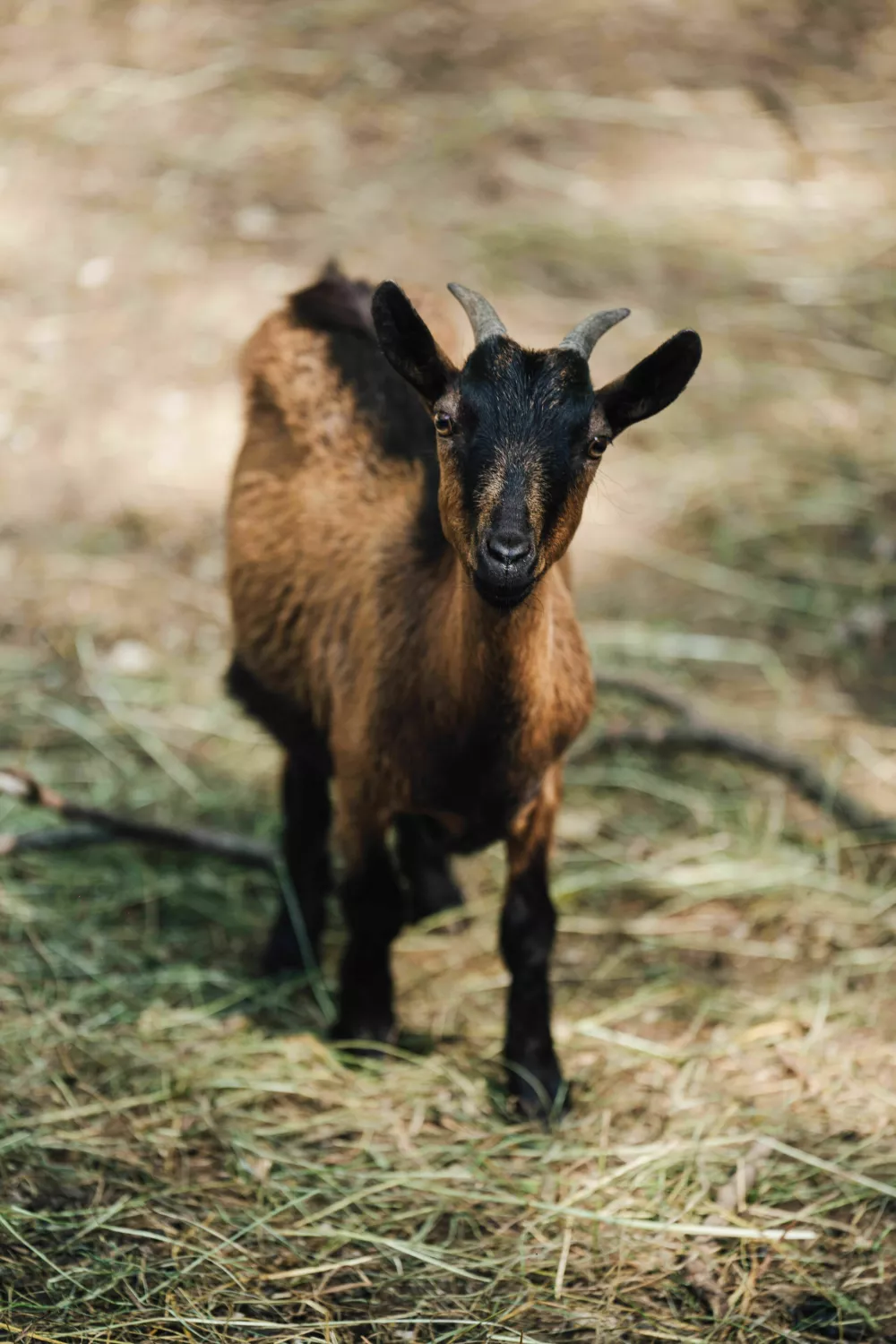 Mengeška koča: Med naravo, tradicijo in domačnostjo