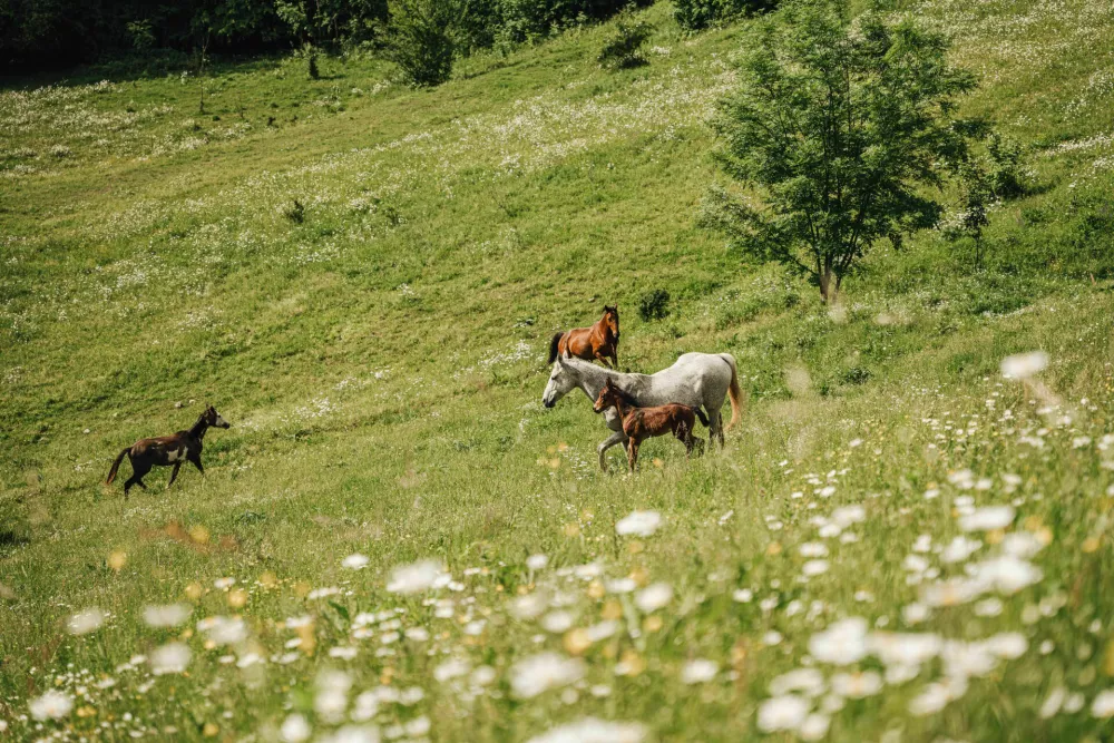 Mengeška koča: Med naravo, tradicijo in domačnostjo