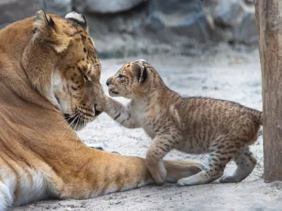 Liger v igri z mamo. Slika je sicer starejša, ker je bilo doslej že nekaj takih primerov po svetu. / Foto: Istock