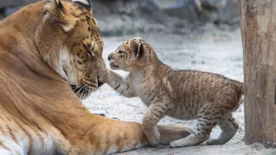 Liger v igri z mamo. Slika je sicer starejša, ker je bilo doslej že nekaj takih primerov po svetu. / Foto: Istock